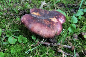 Russula graveolens (1) (1200 x 800).jpg_product_product